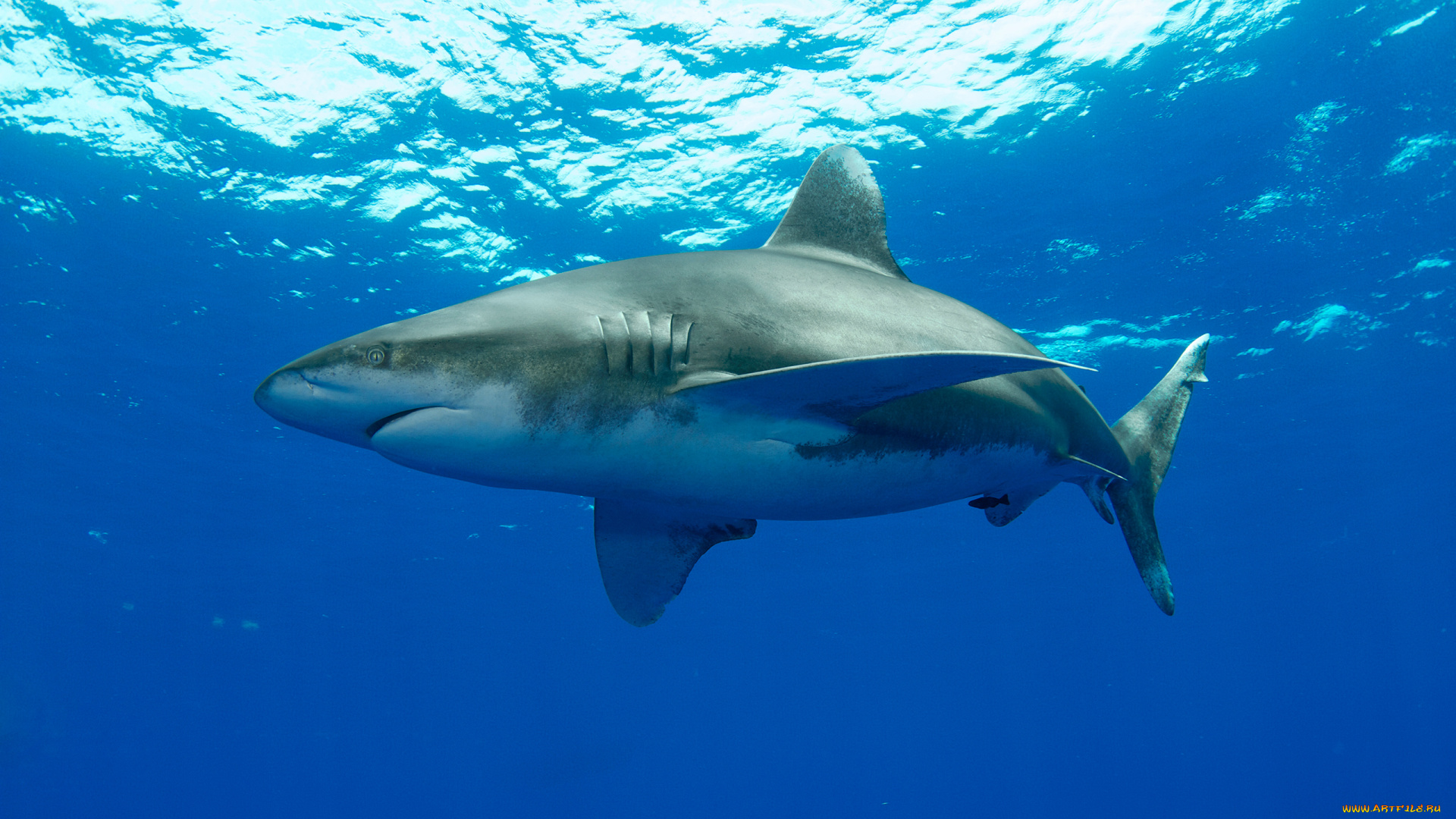 shark, животные, акулы, мир, подводный, акула, белая, вода, рыба