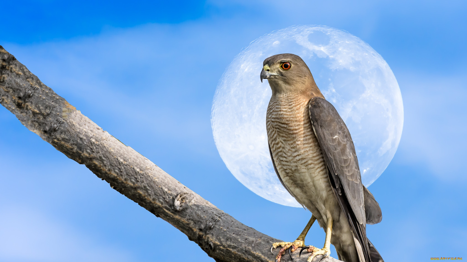 животные, птицы, -, хищники, луна, ветка, птица