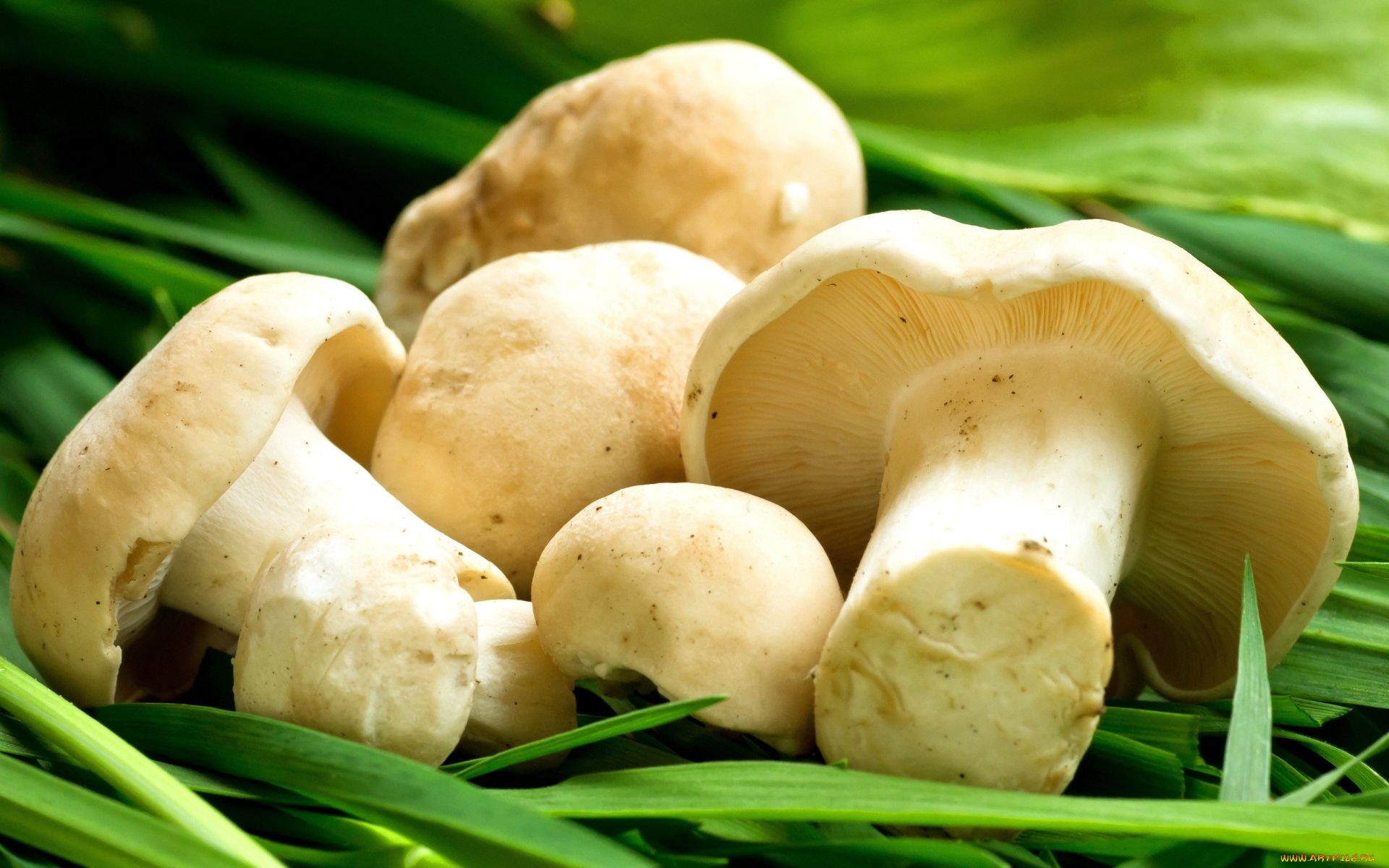 еда, грибы, , грибные, блюда, свежие