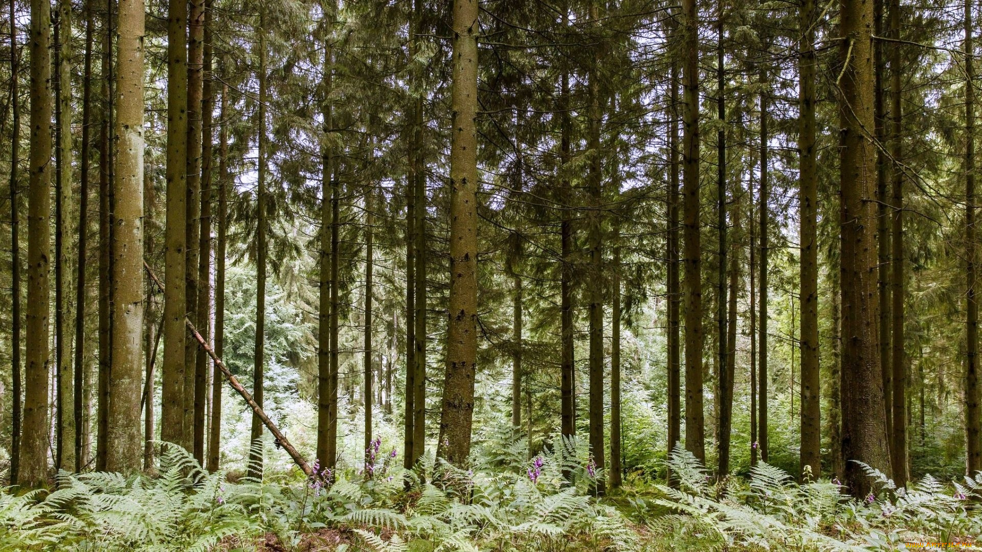 природа, лес, деревья