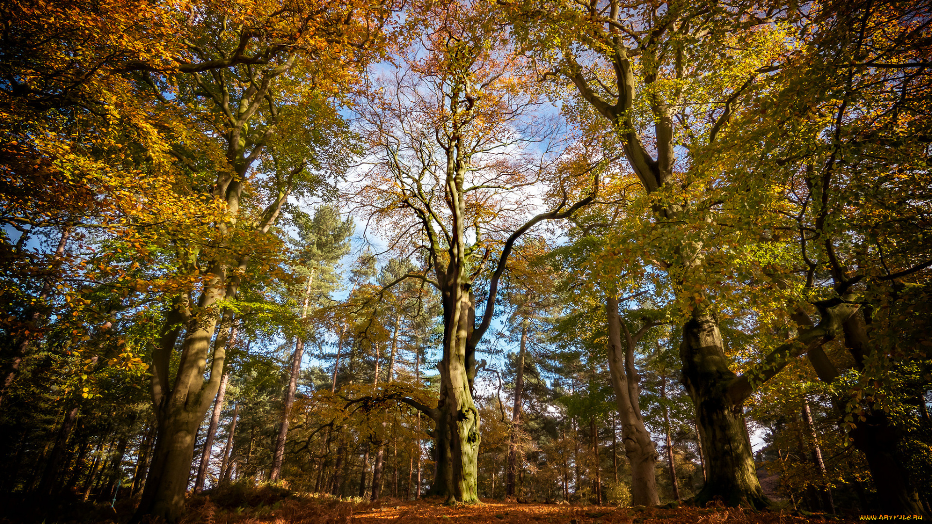 природа, лес, простор