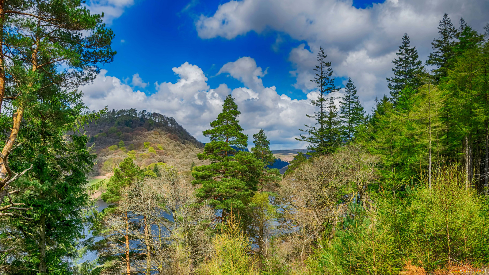 природа, лес, простор