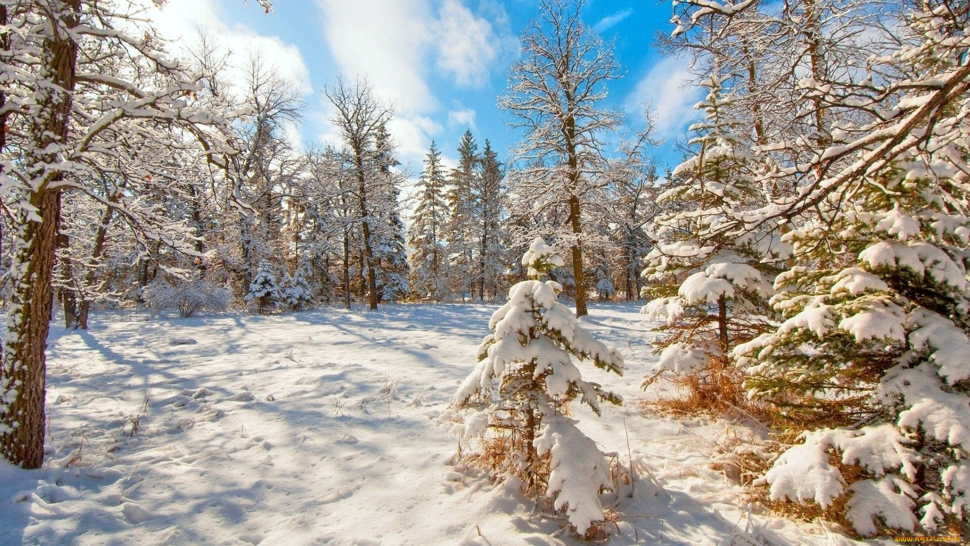 природа, зима, снег