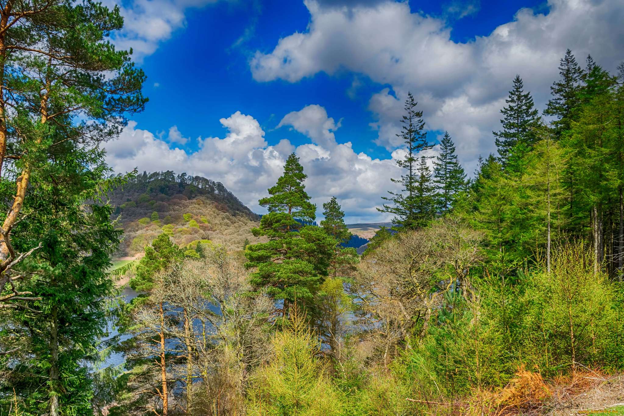 природа, лес, простор