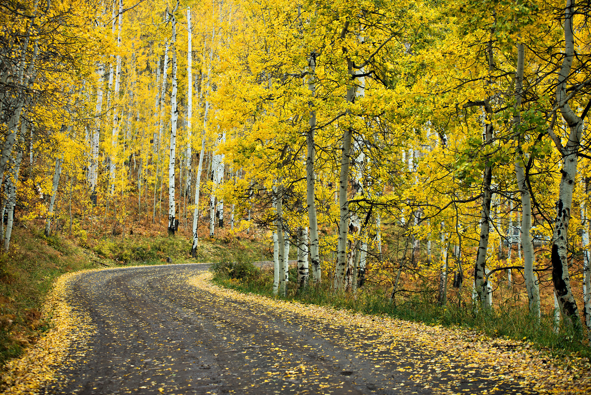 природа, дороги, простор