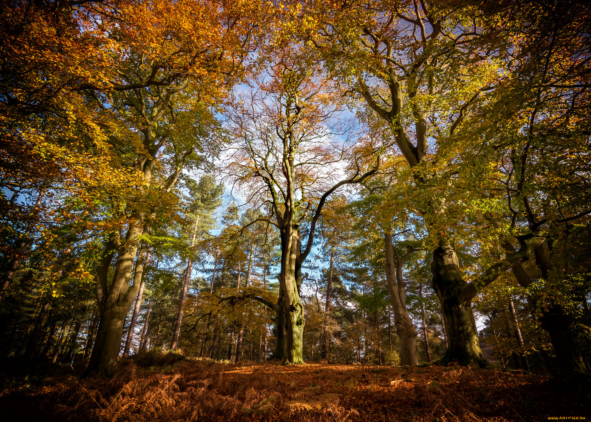 природа, лес, простор