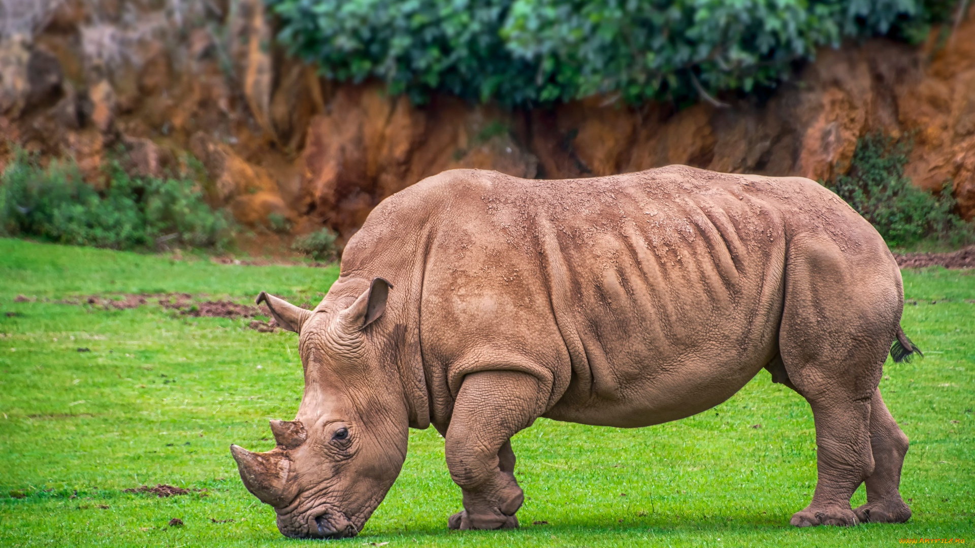 животные, носороги, носорог, лужайка