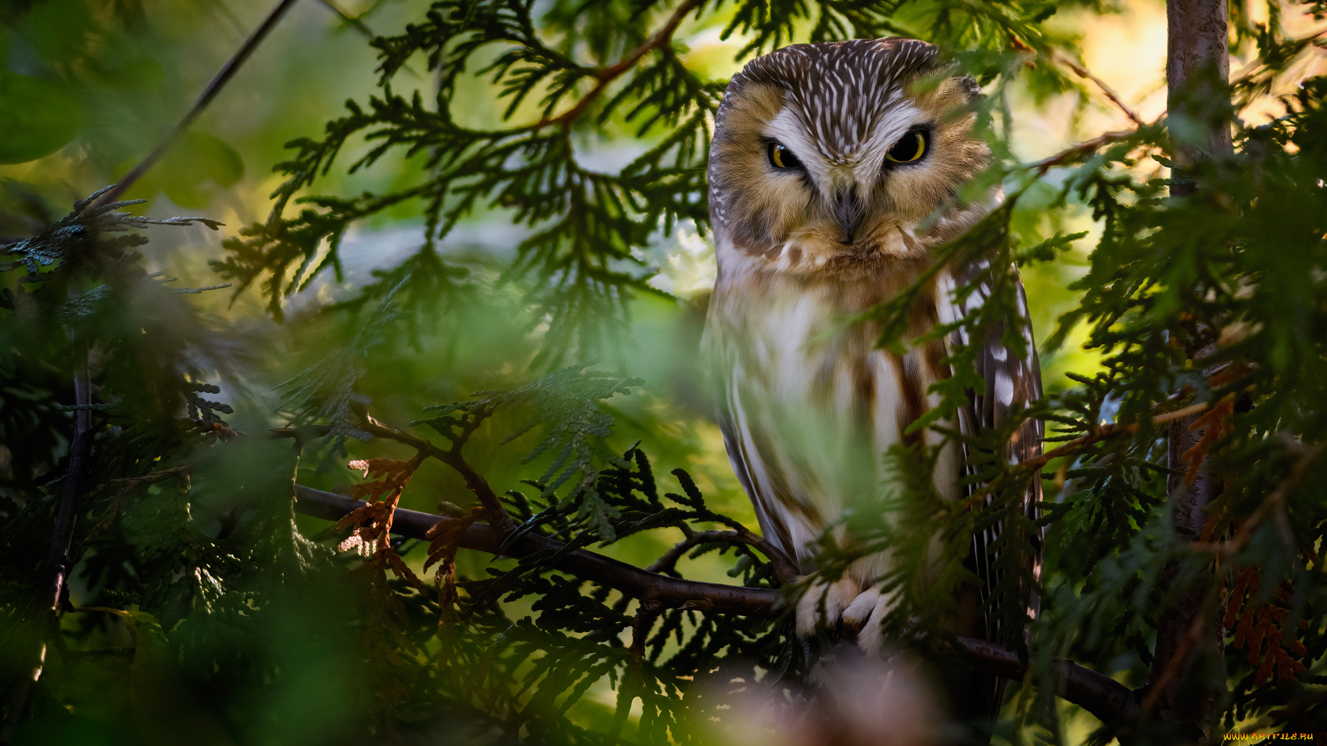 животные, совы, ветки, сова, птица, североамериканский, мохноногий, сыч