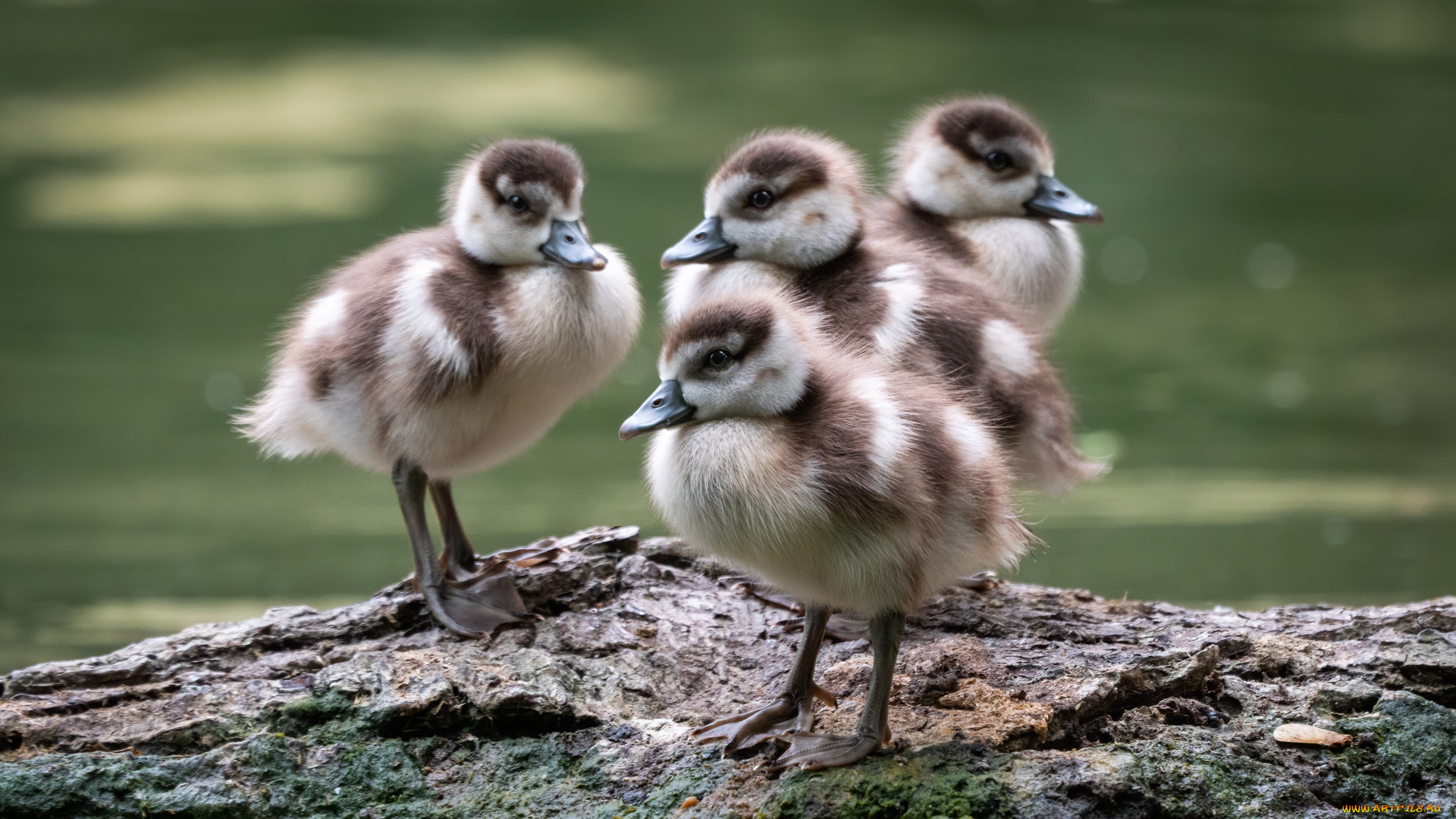 животные, утки, птицы, берег, утята, птенцы, водоем, утенок, боке, четыре, выводок