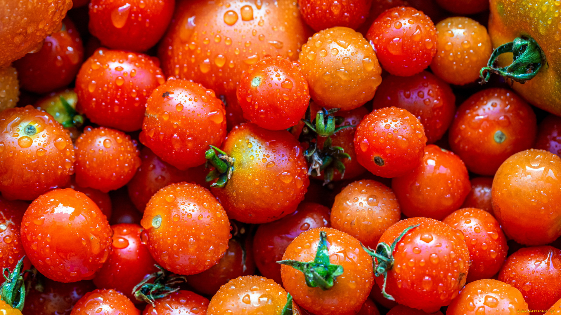 еда, помидоры, спелые, много, урожай, капли