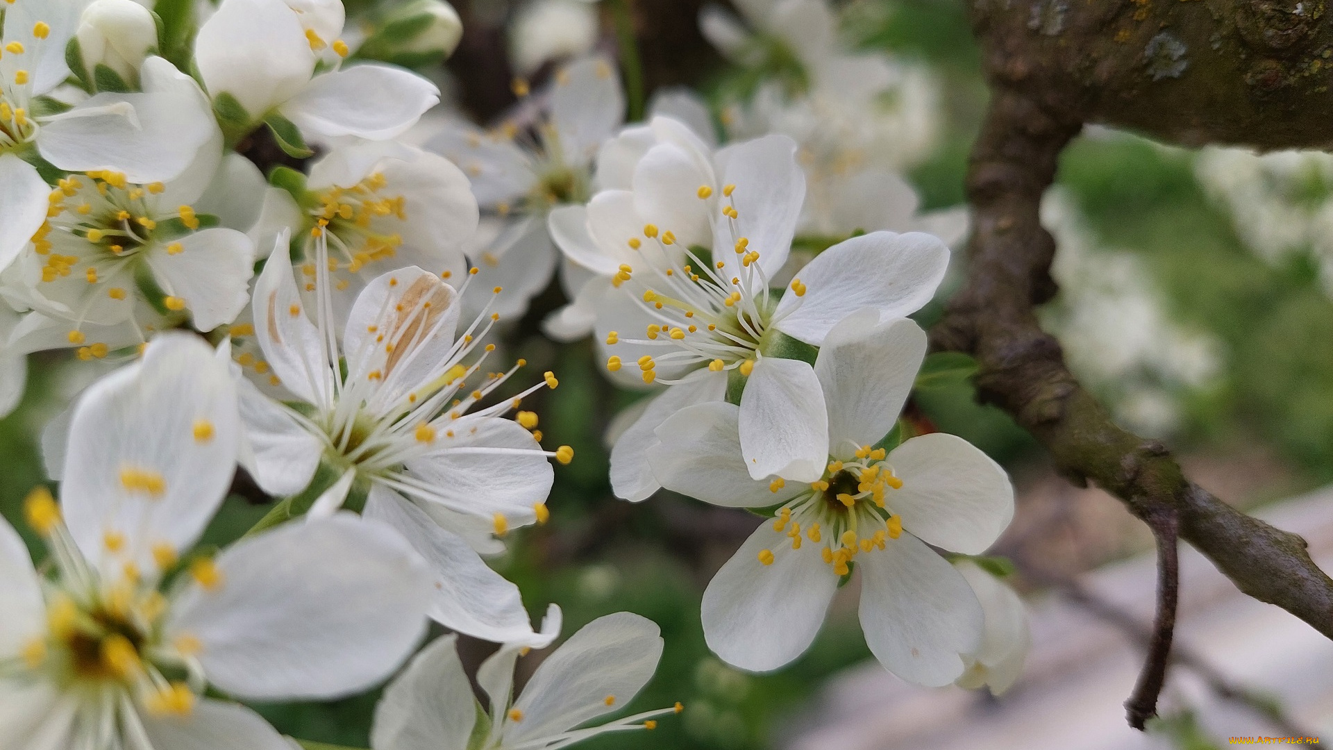 цветы, цветущие, деревья, , , кустарники, алыча