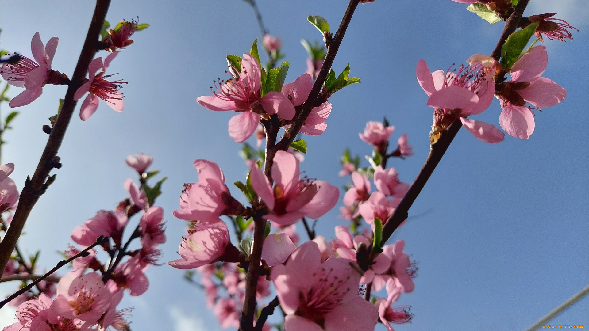 цветы, цветущие, деревья, , , кустарники, персик