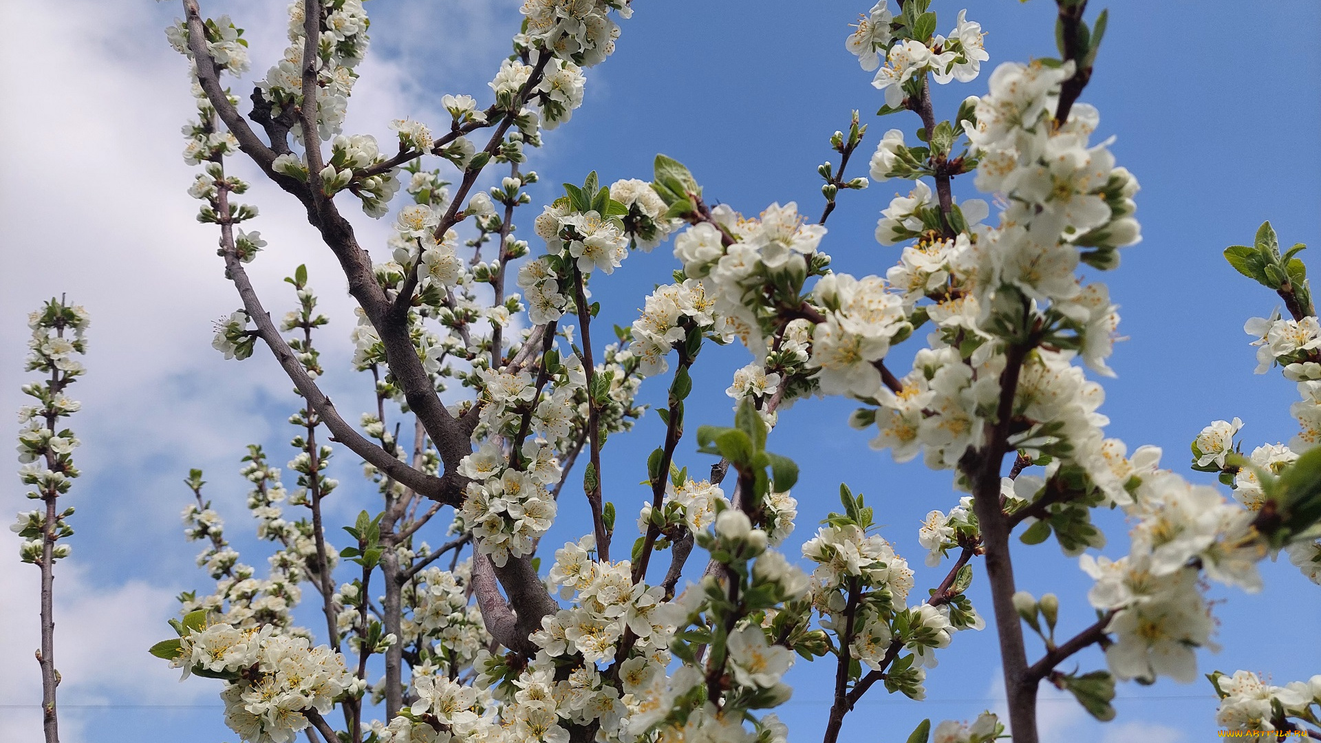 цветы, цветущие, деревья, , , кустарники, слива