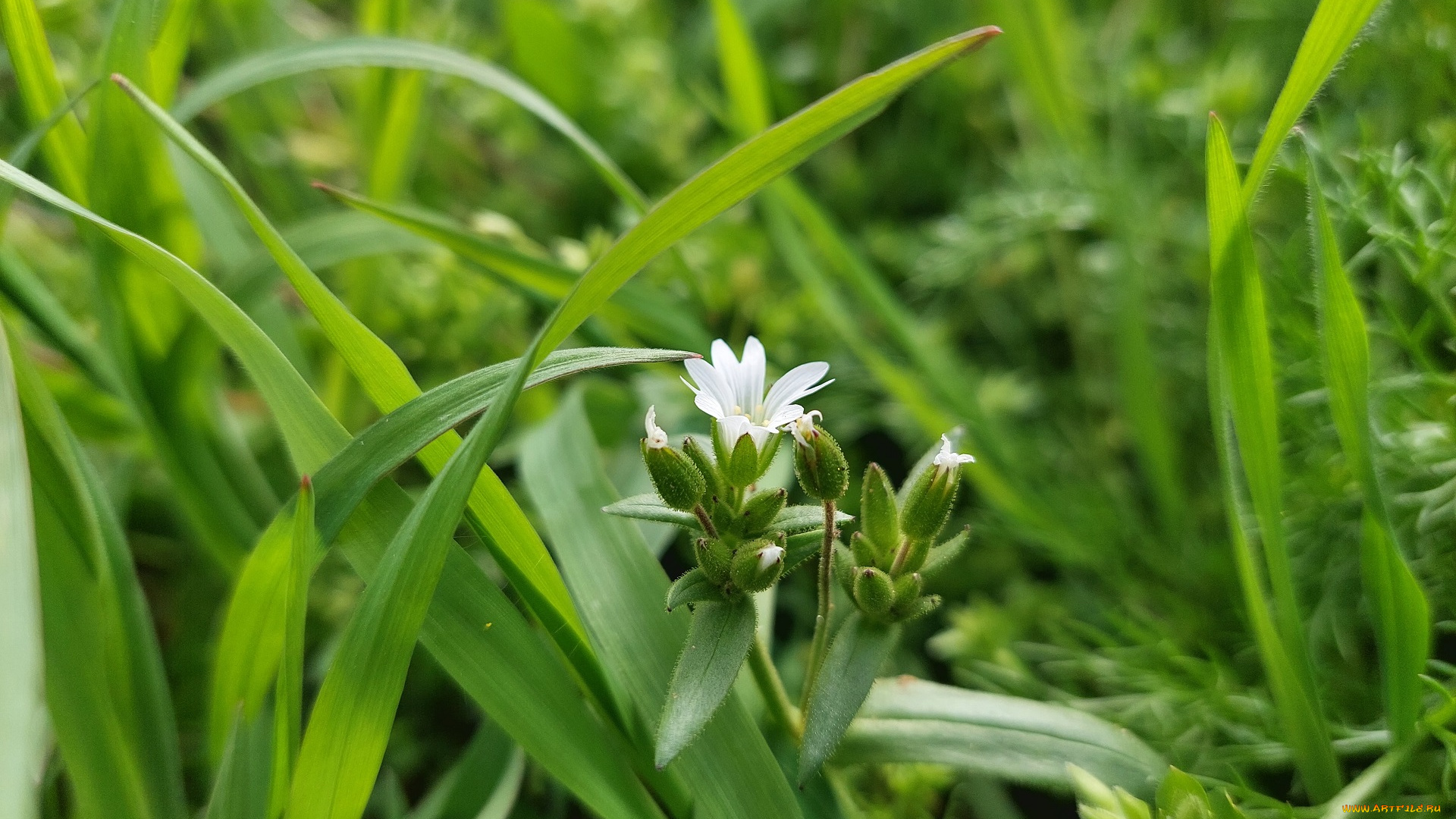 цветы, луговые, , полевые, , цветы, луговые