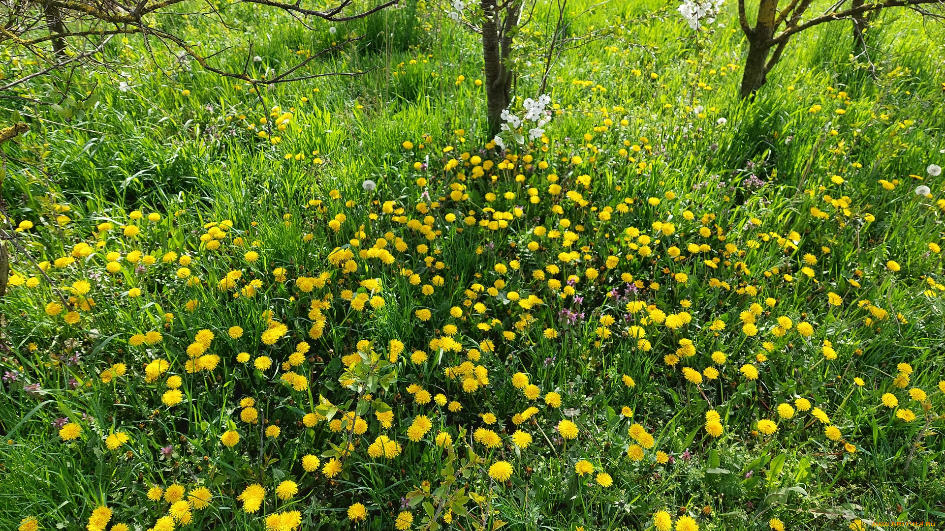 цветы, одуванчики