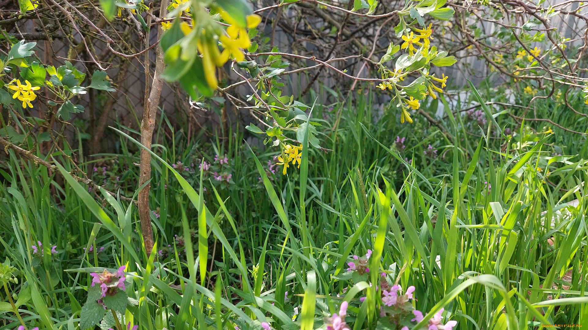 цветы, разные, вместе, черная, смородина