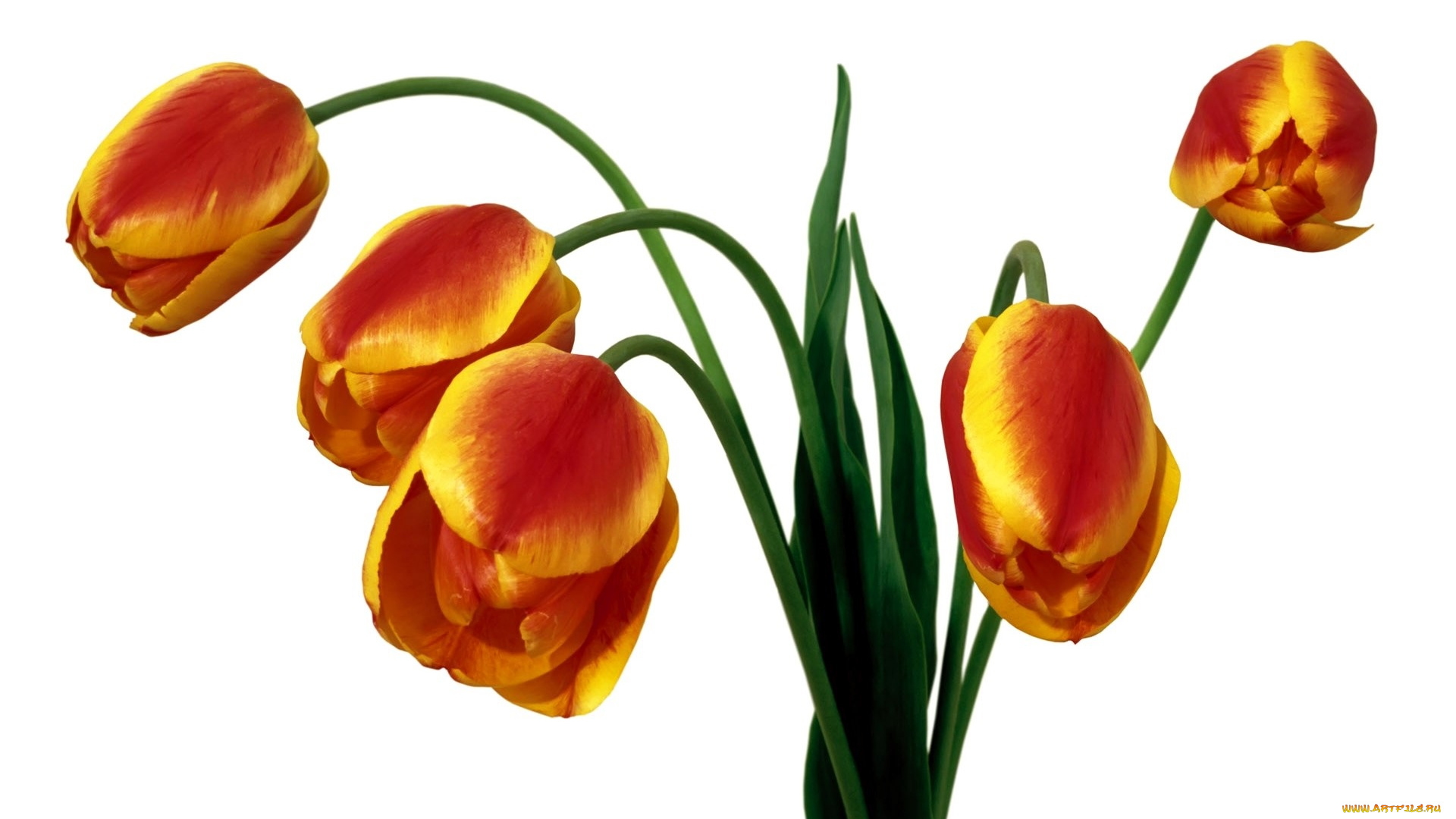 цветы, тюльпаны, оранжевые