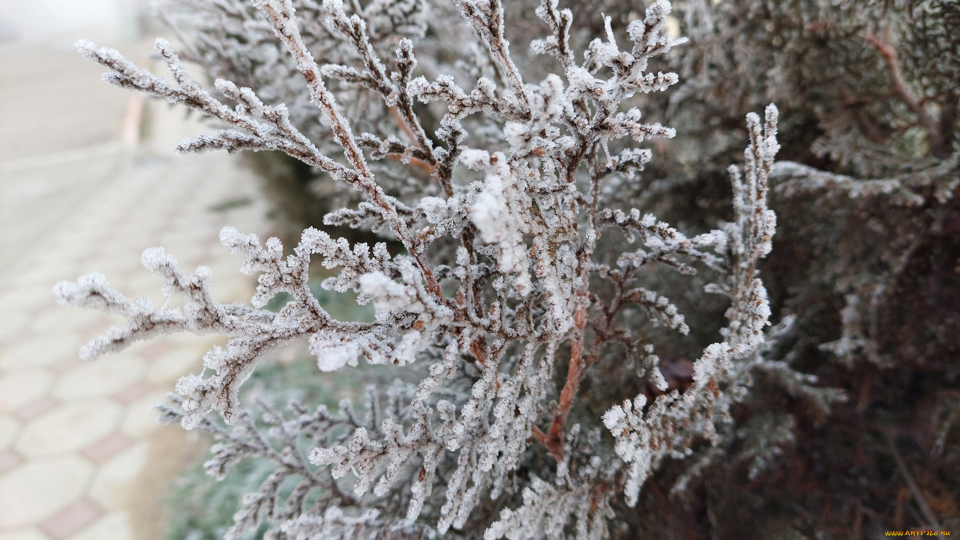 природа, листья, иней