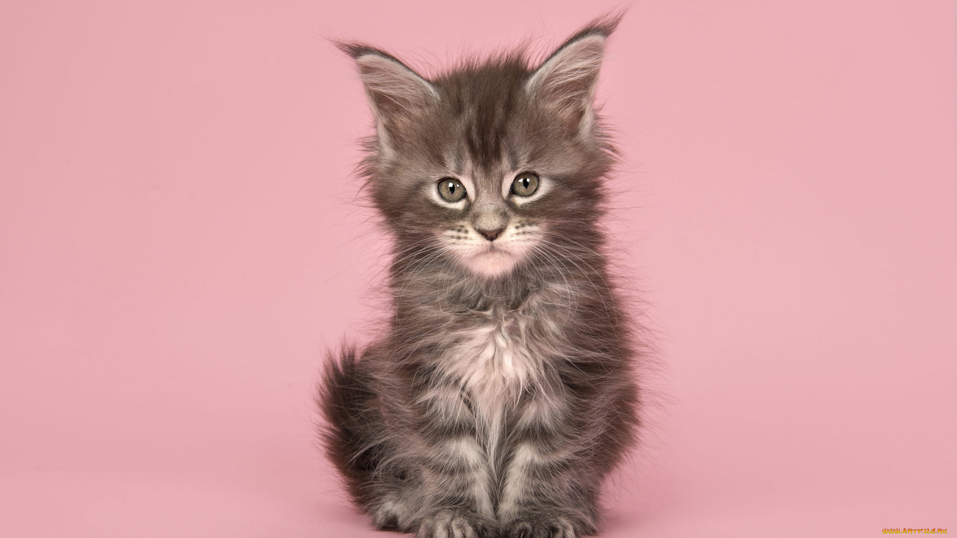 животные, коты, кошка, взгляд, поза, котенок, серый, малыш, мордашка, сидит