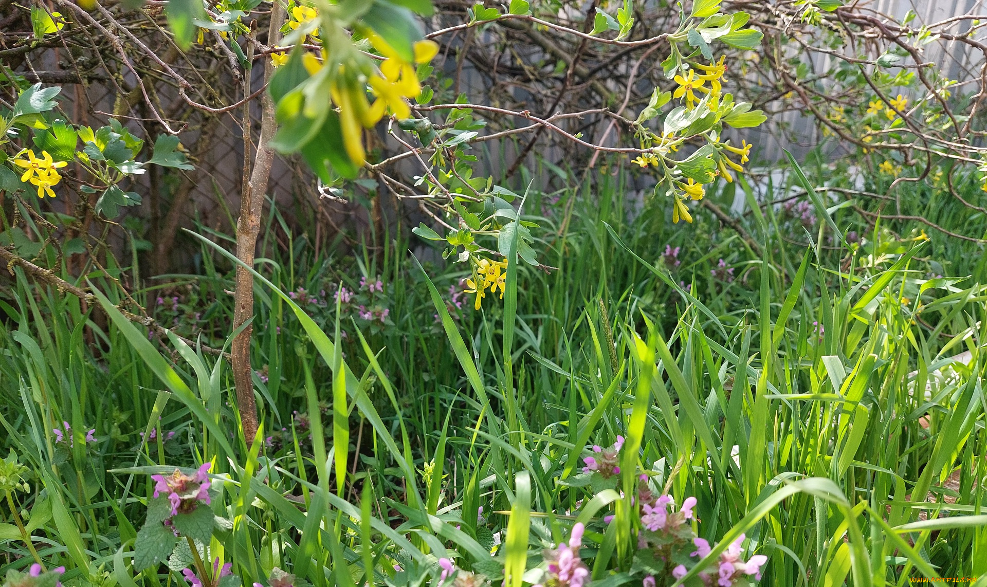 цветы, разные, вместе, черная, смородина