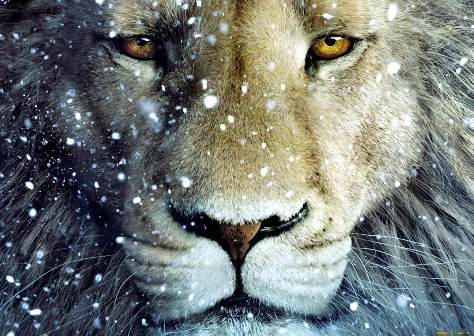 кино, фильмы, the, chronicles, of, narnia, , the, voyage, of, the, dawn, treader, лев, снег