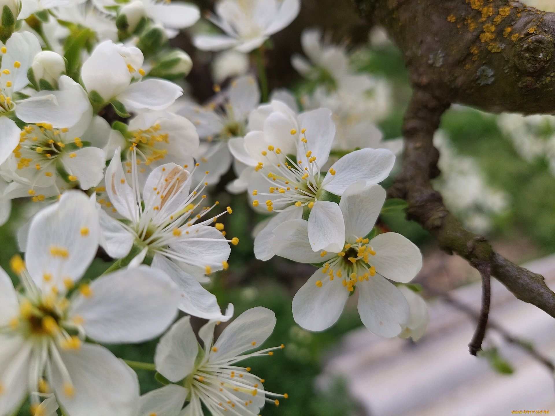 цветы, цветущие, деревья, , , кустарники, алыча