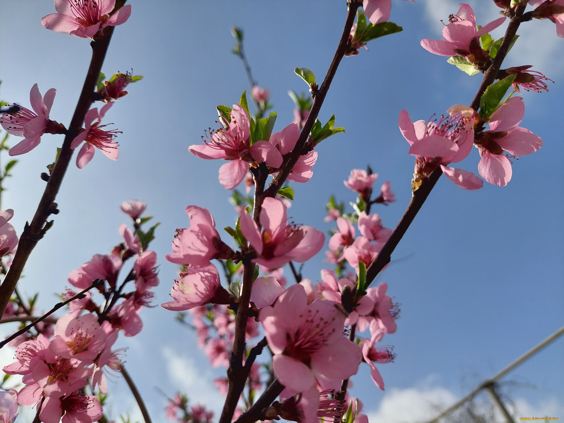 цветы, цветущие, деревья, , , кустарники, персик