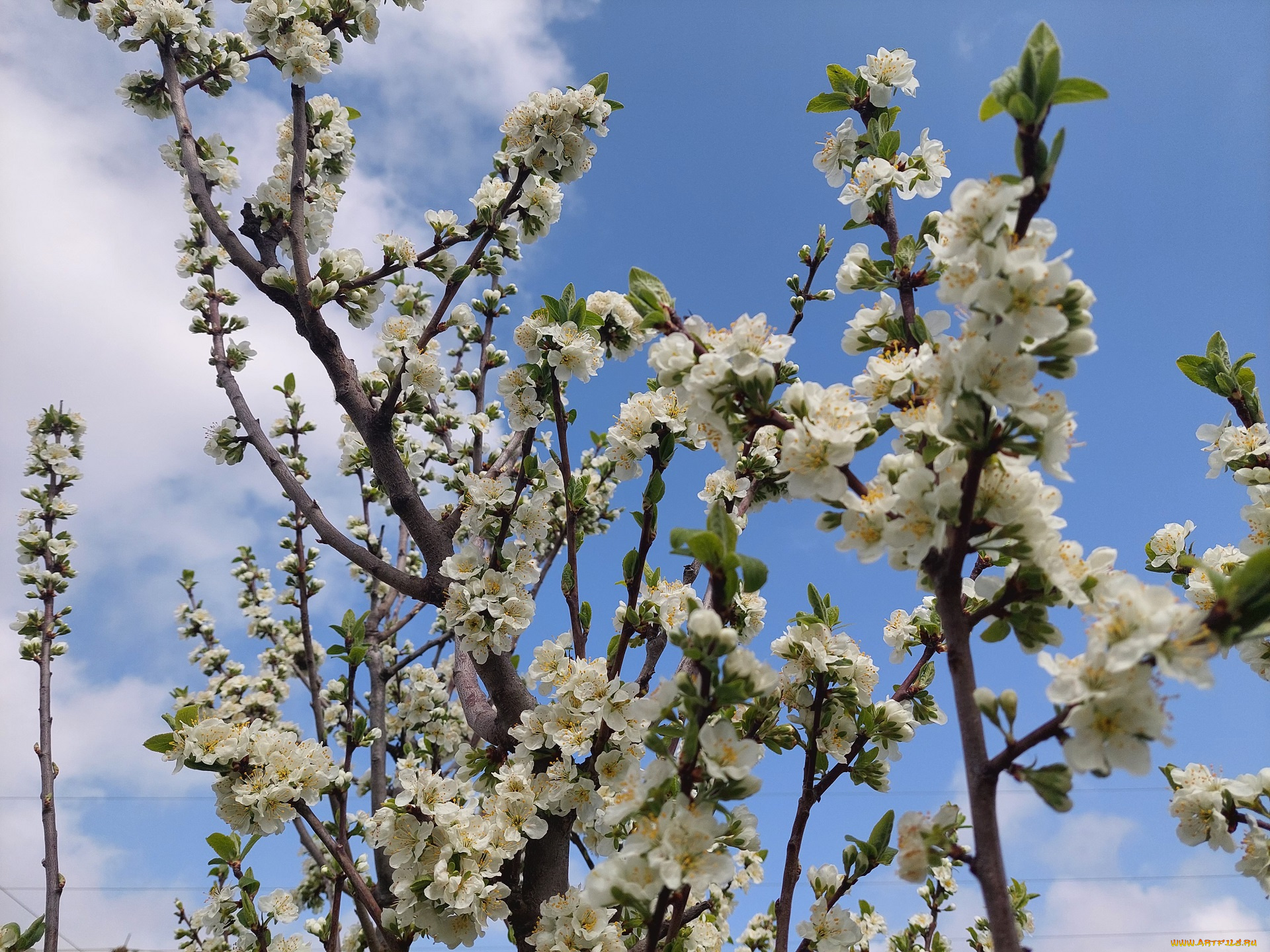 цветы, цветущие, деревья, , , кустарники, слива