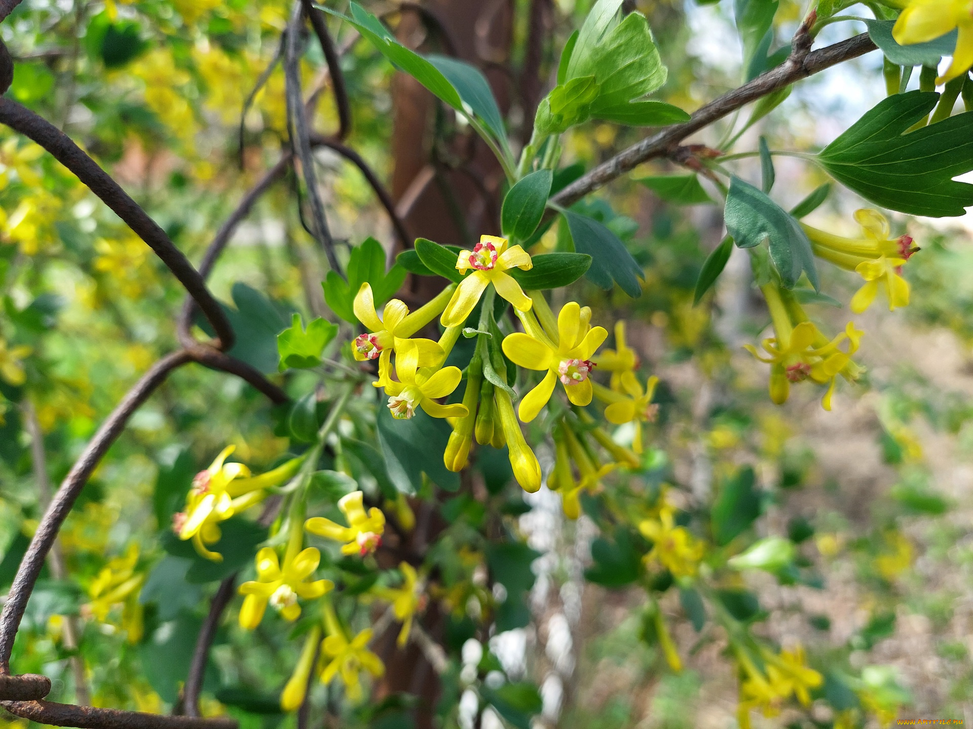 цветы, цветущие, овощи, , ягоды, черная, смородина