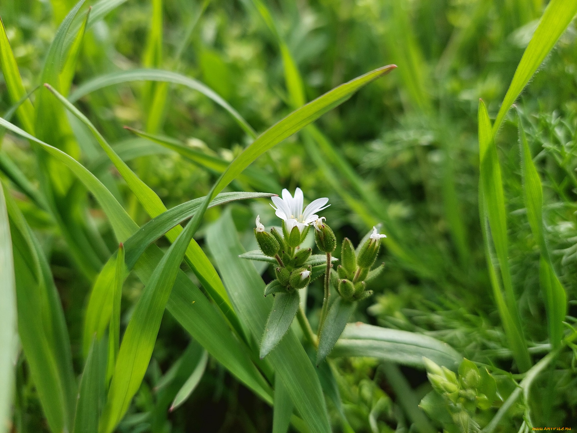 цветы, луговые, , полевые, , цветы, луговые