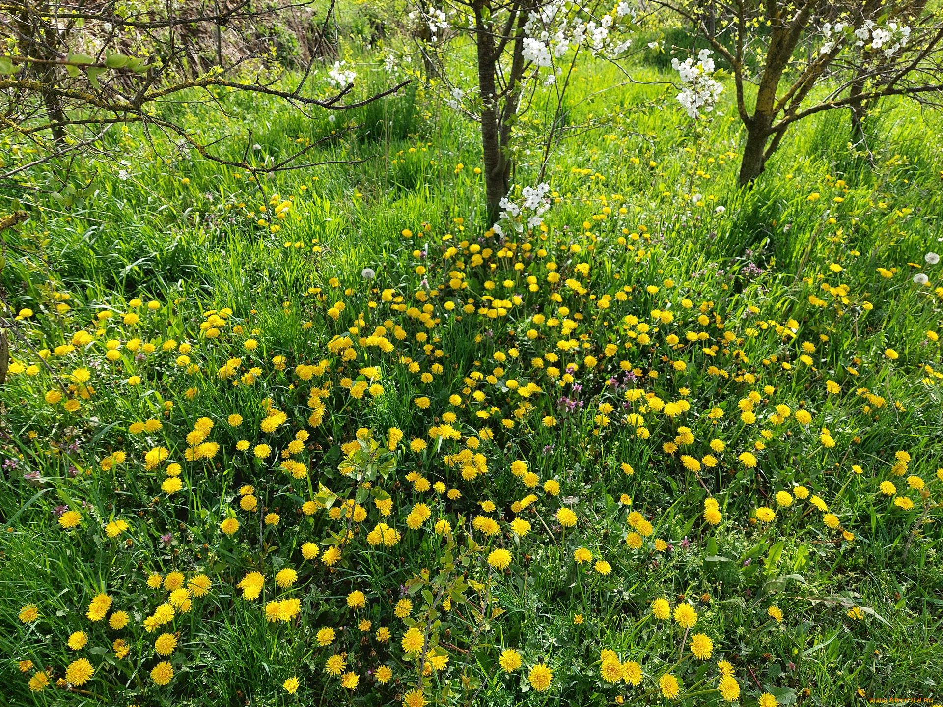 цветы, одуванчики