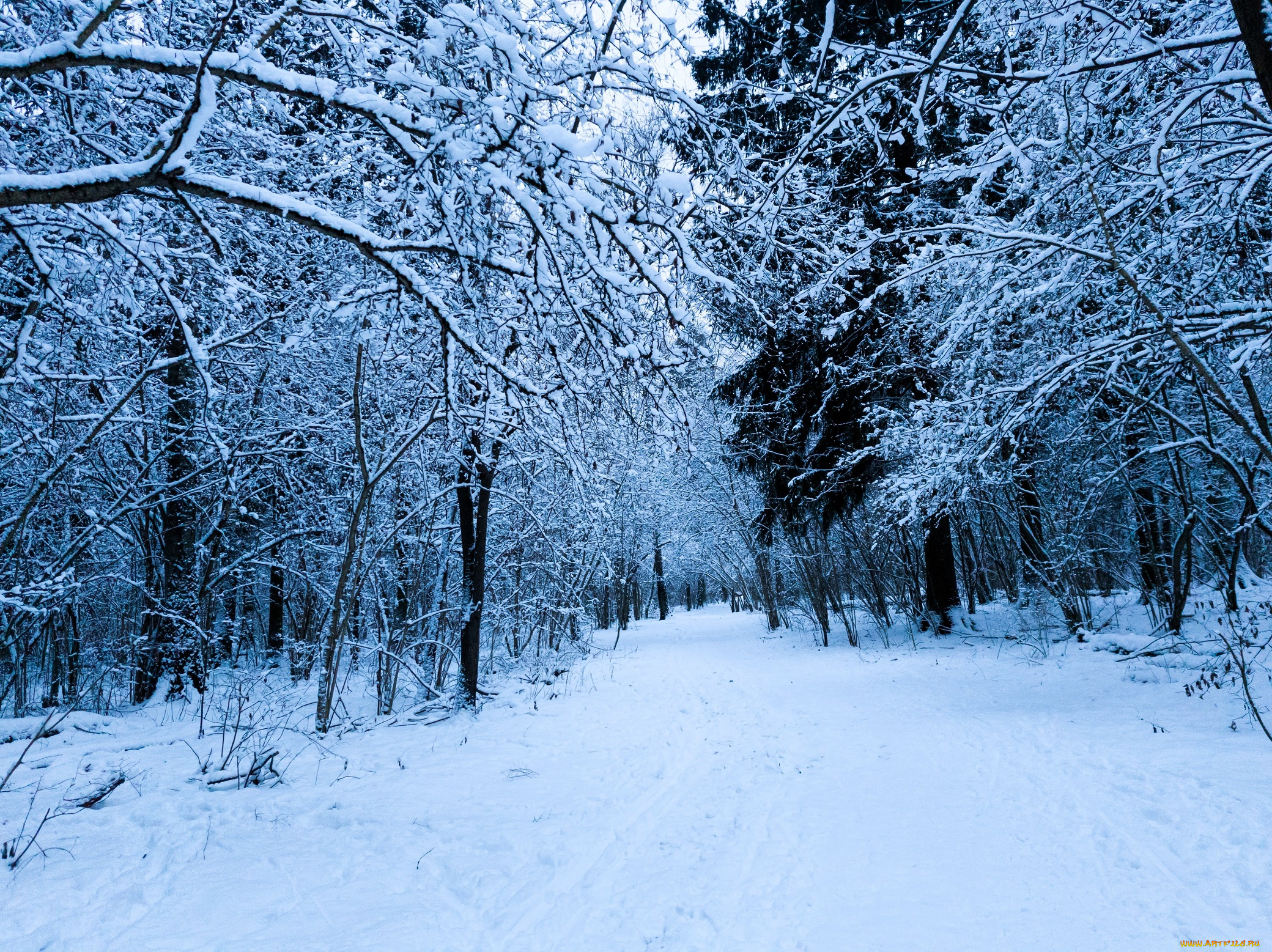 природа, лес, снег, зима