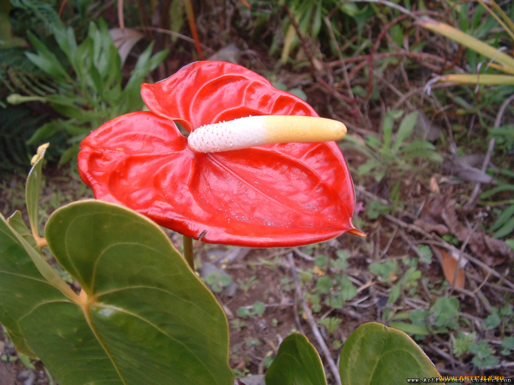 цветы, антуриум, цветок, фламинго