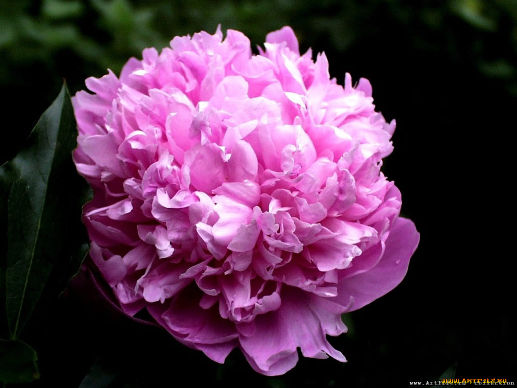 цветы, пионы