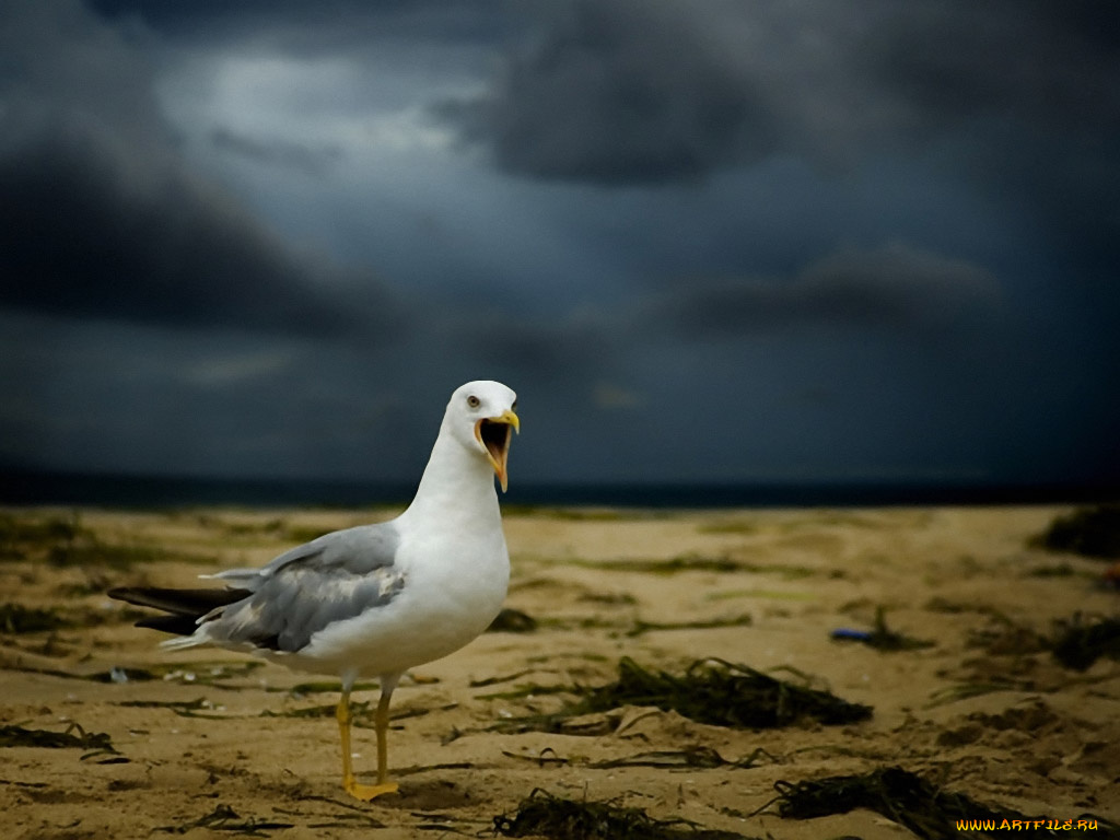 игорь, сидоров, поговорим, животные, Чайки, бакланы, крачки