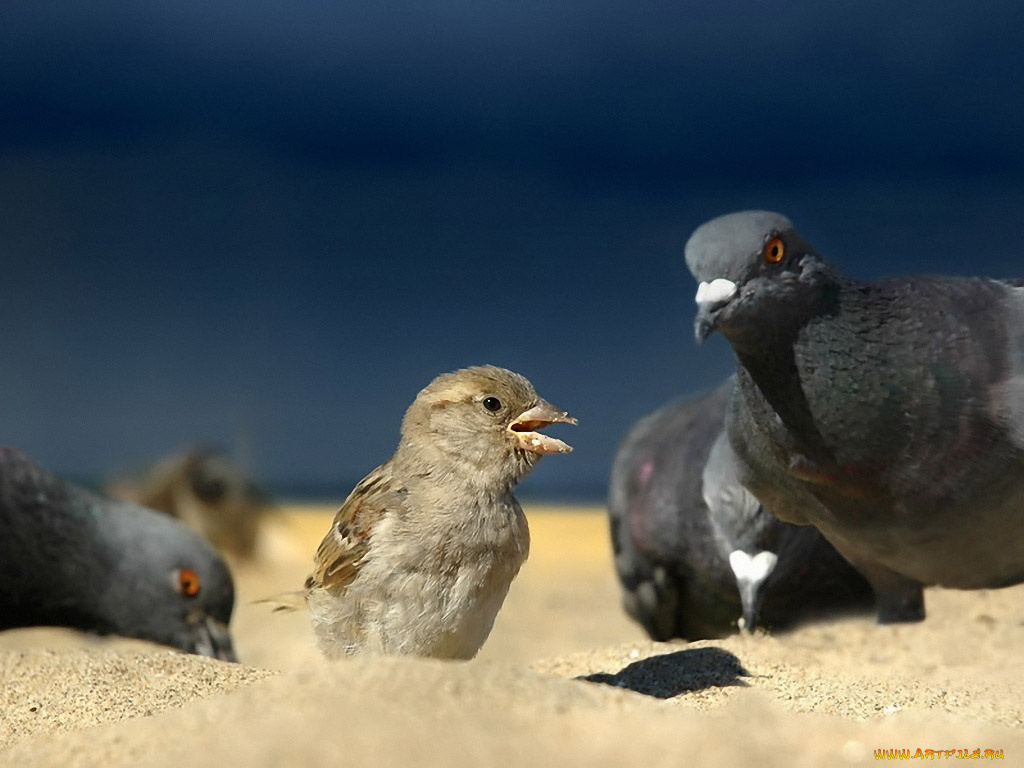 кириллов, анатолий, дружба, дружбой, крошки, врозь, животные, птицы