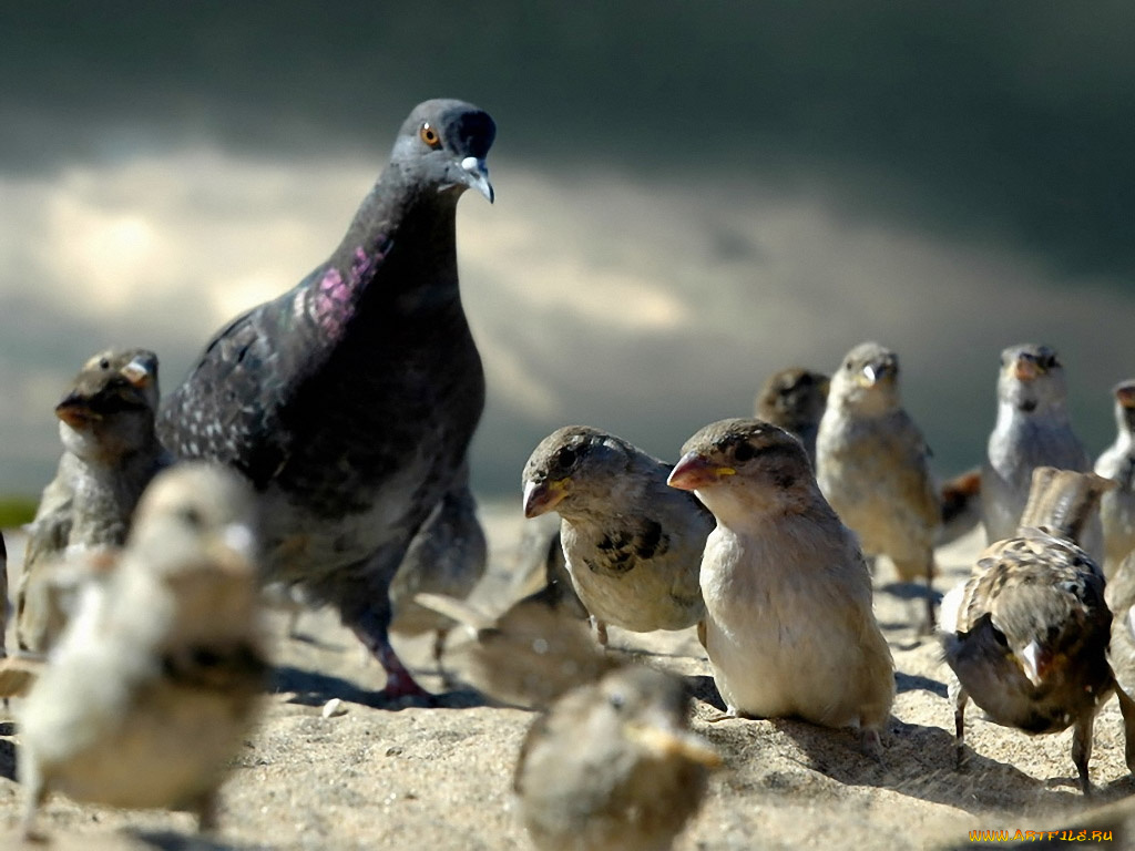 кириллов, анатолий, гуливер, стране, лилипутов, животные, птицы