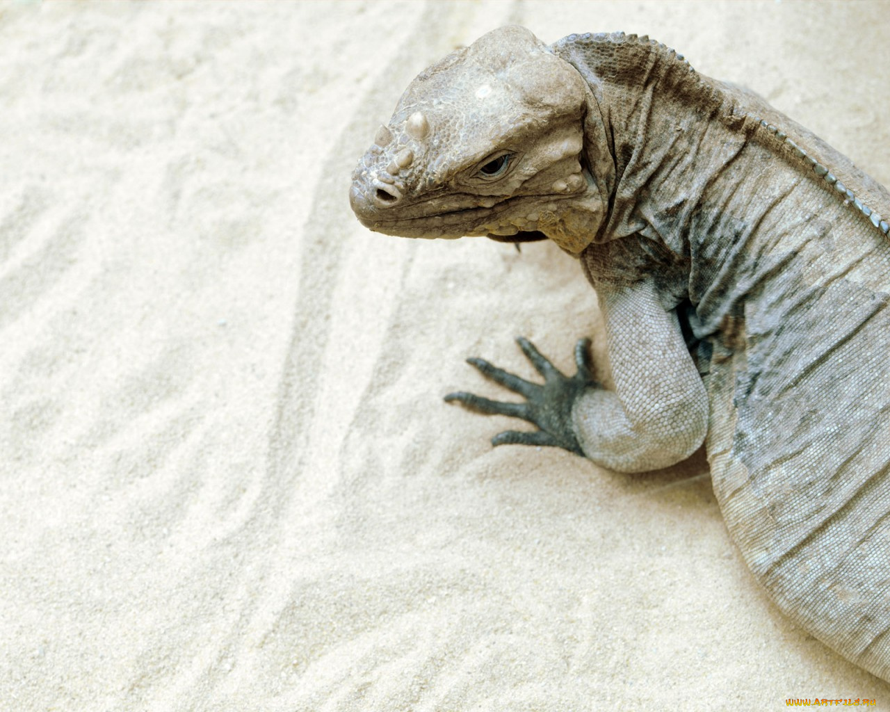 животные, Ящерицы, игуаны, вараны