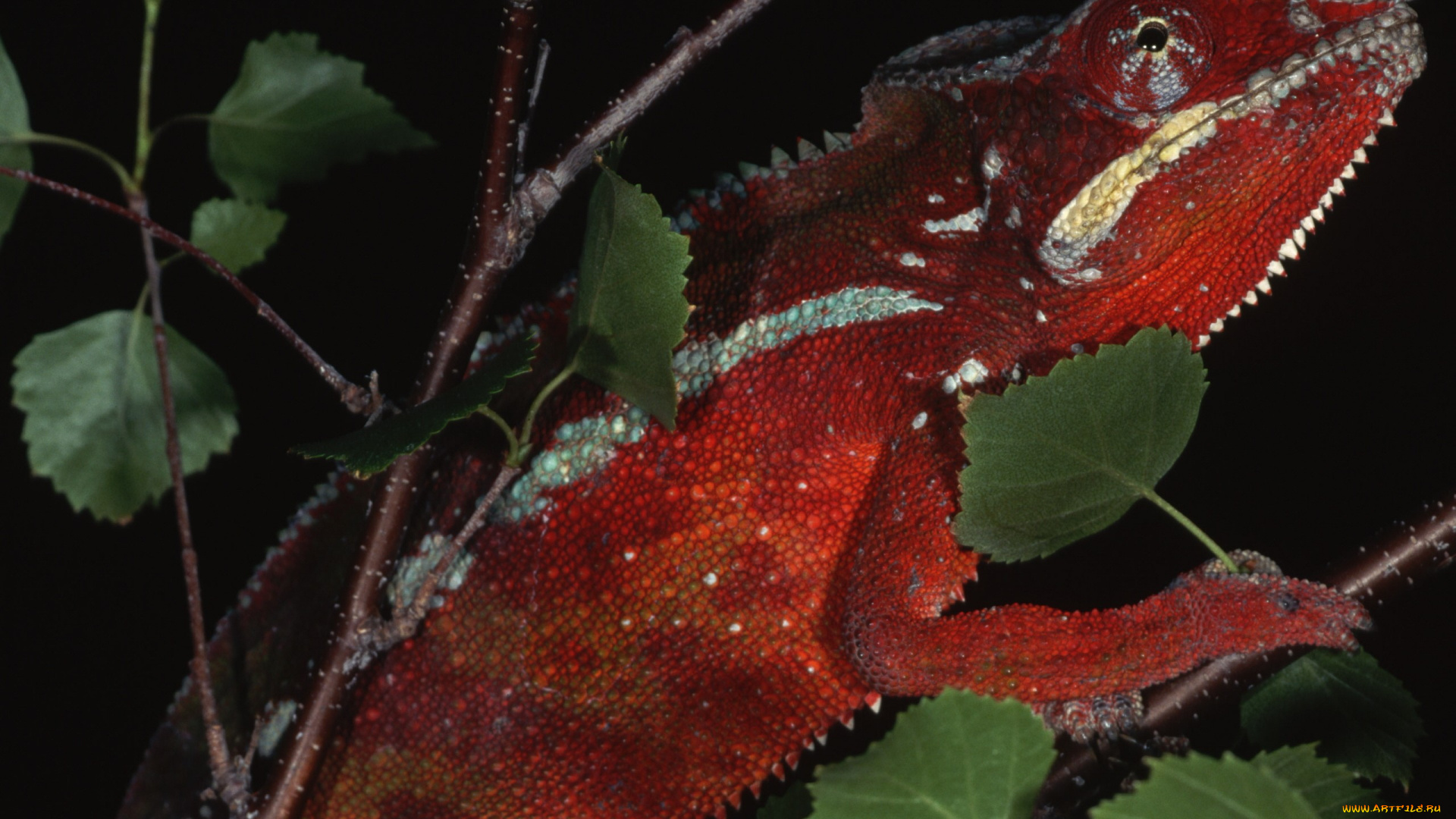 животные, хамелеоны