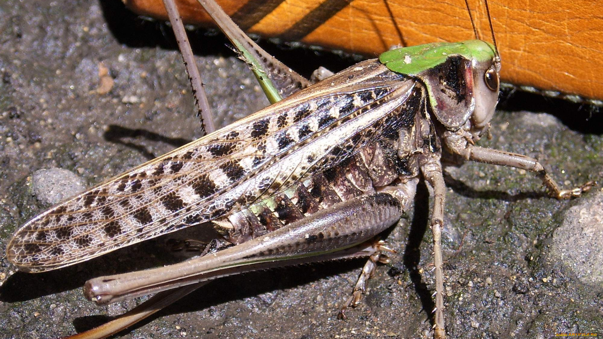 животные, кузнечики, саранча