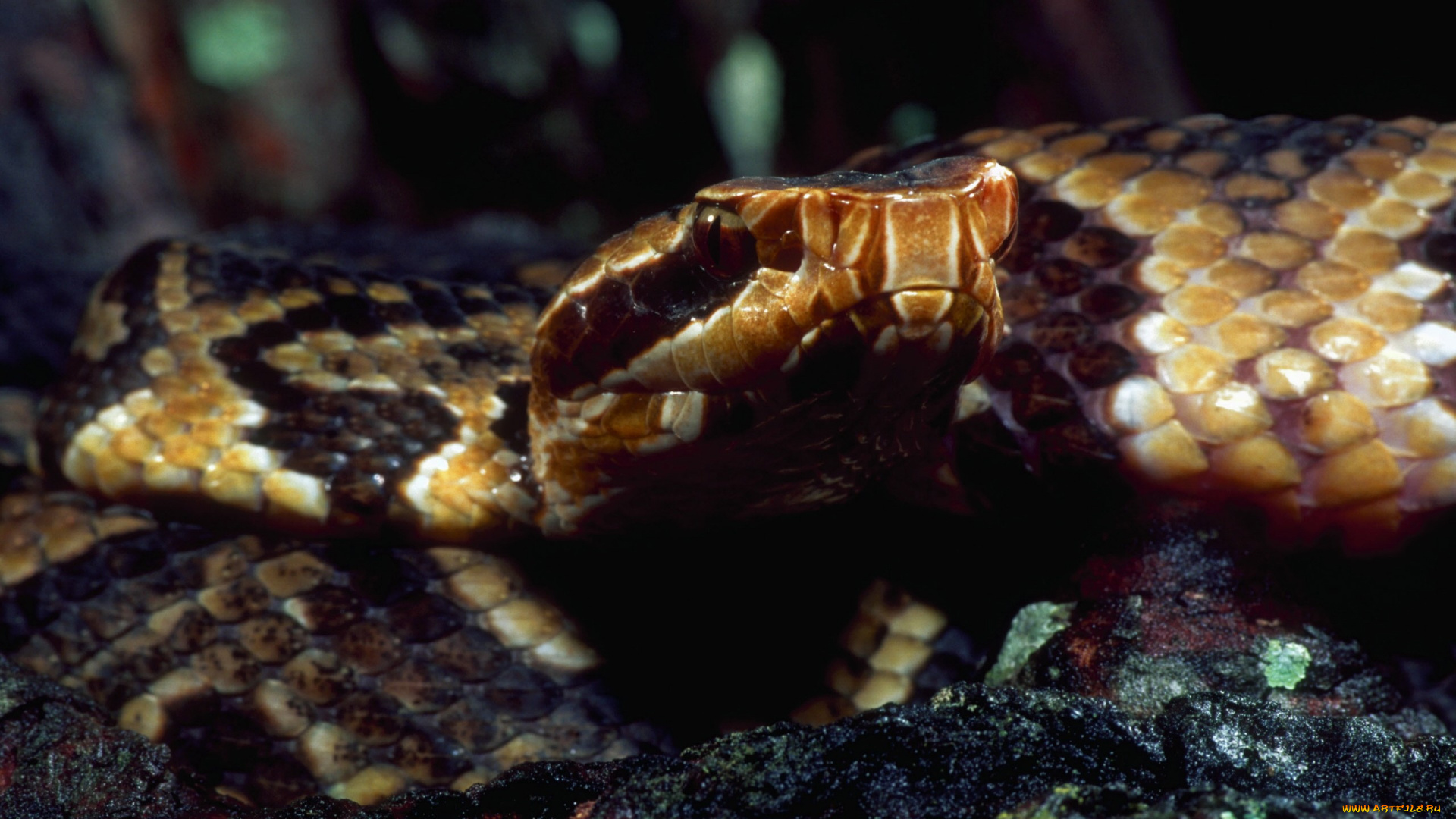 животные, змеи, питоны, кобры