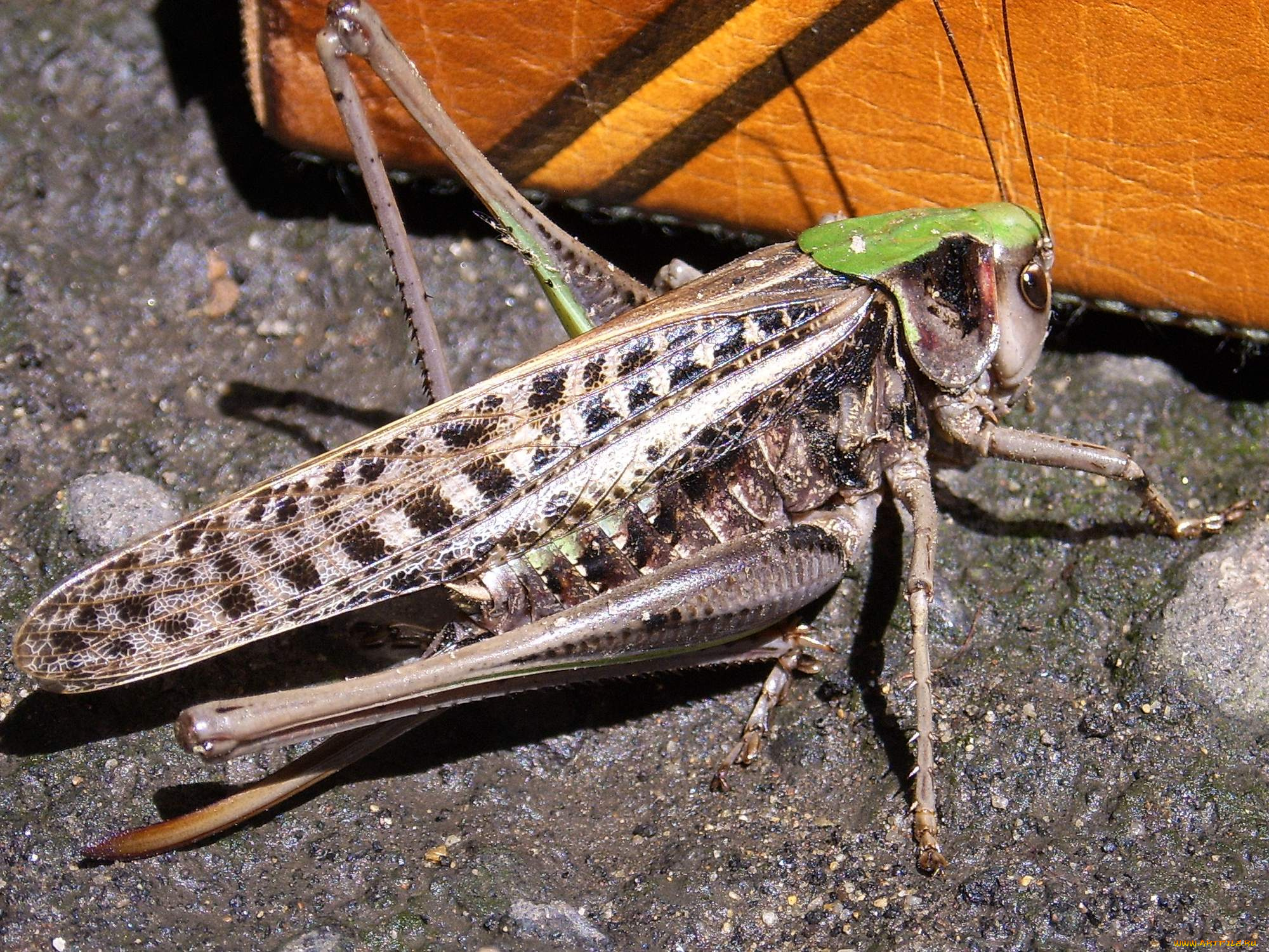 животные, кузнечики, саранча