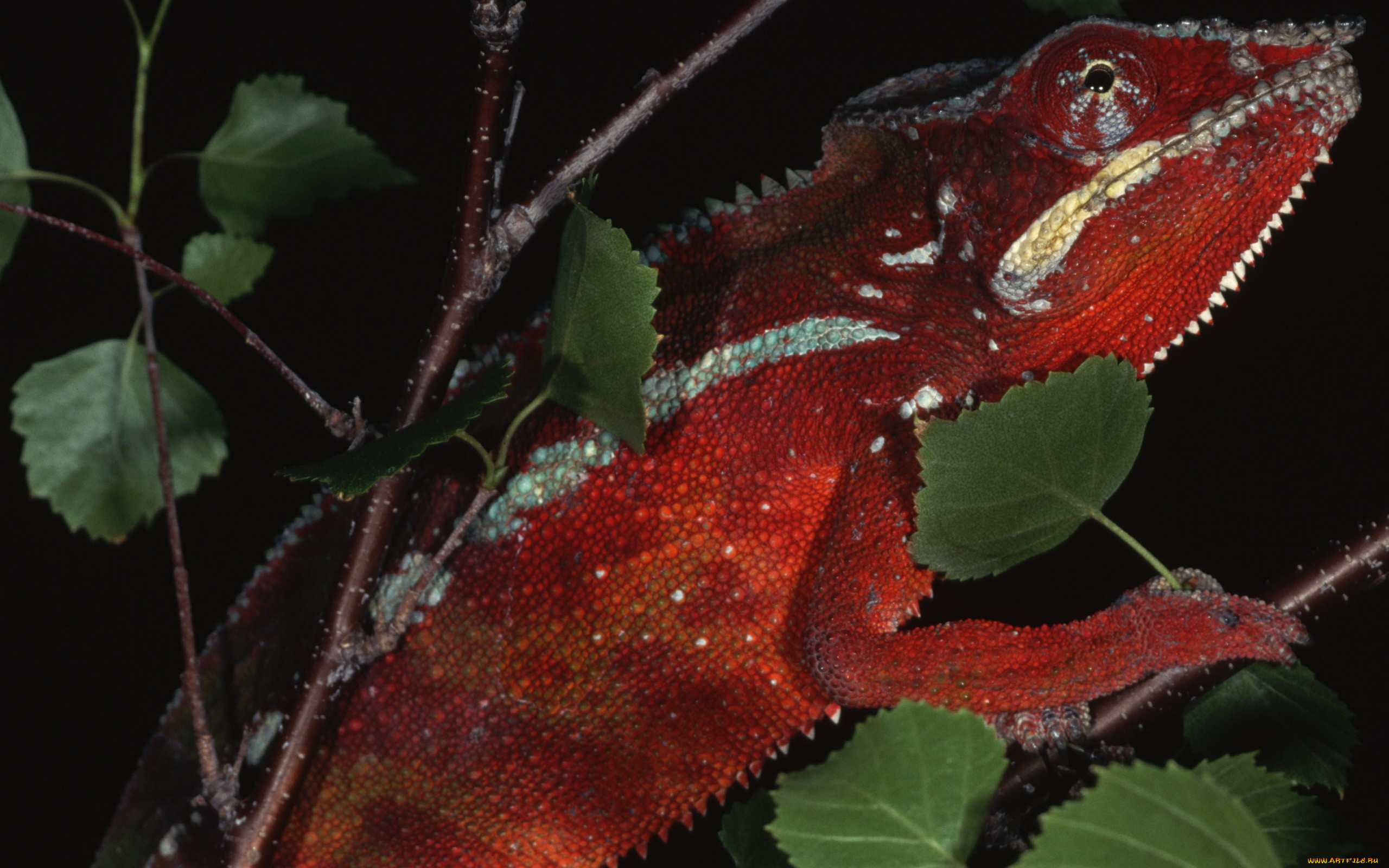 животные, хамелеоны