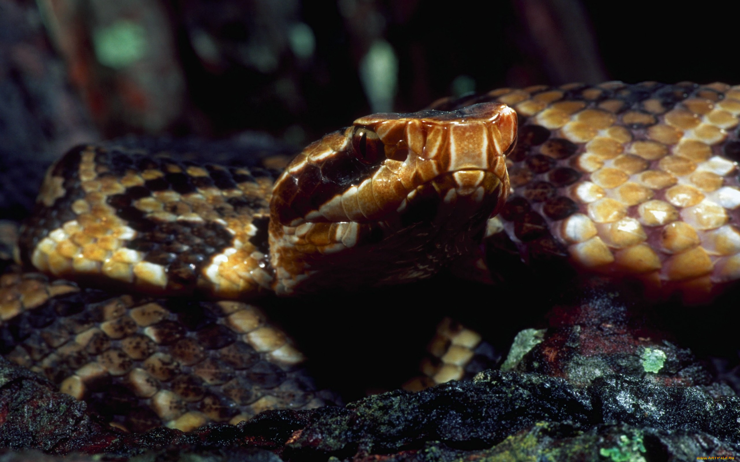 животные, змеи, питоны, кобры