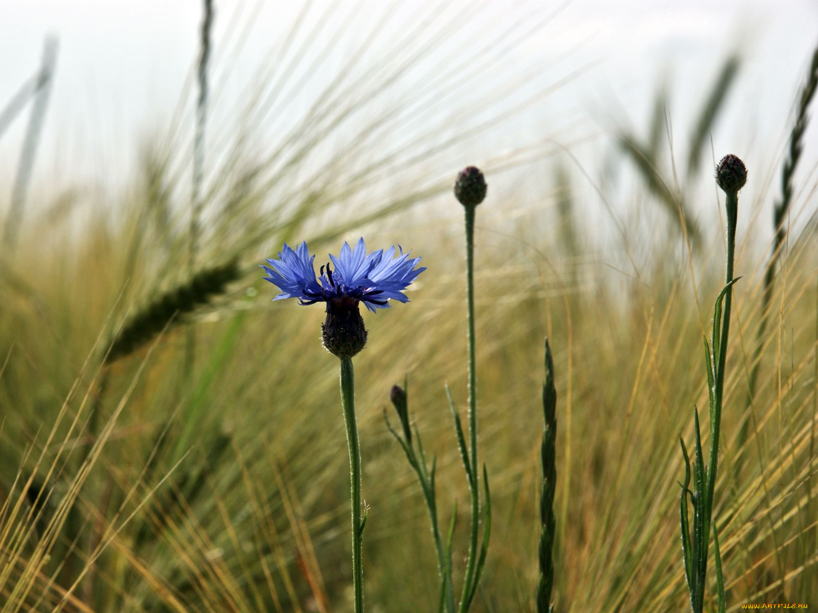 цветы, васильки