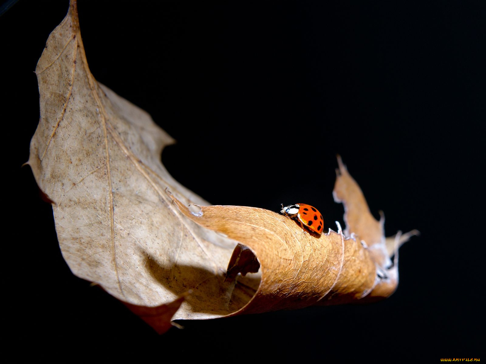 животные, божьи, коровки