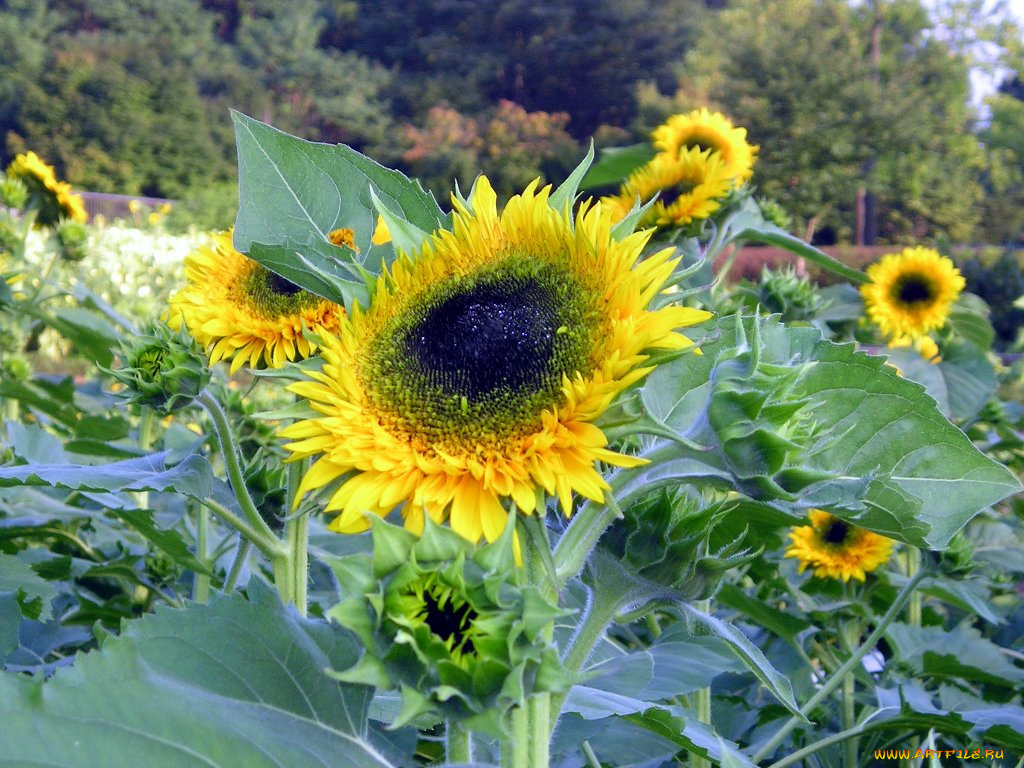 цветы, подсолнухи