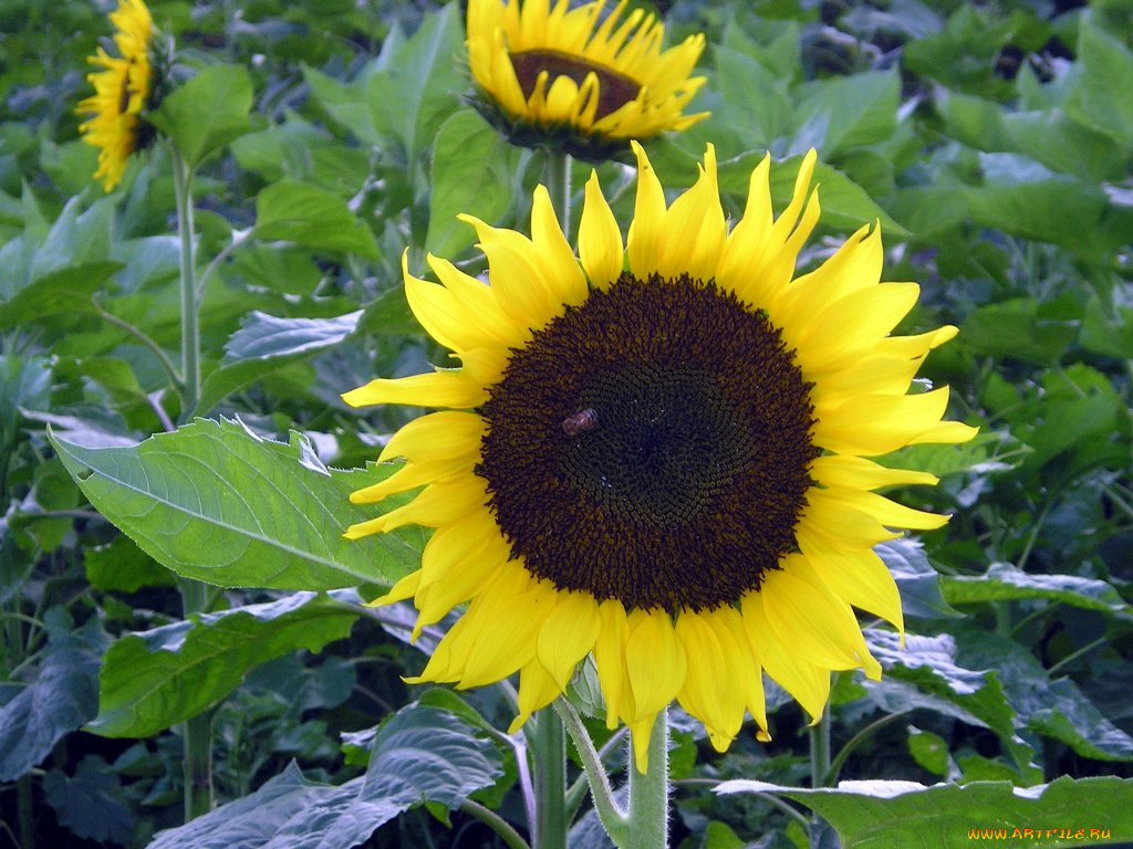 цветы, подсолнухи