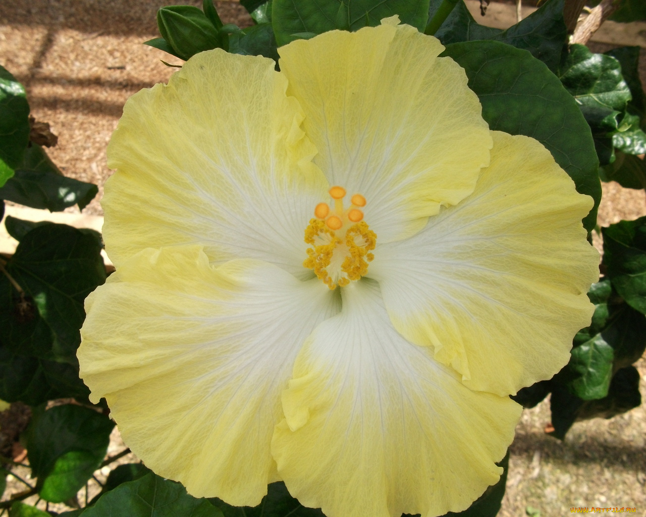 цветы, гибискусы