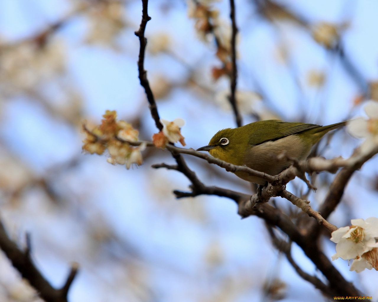 животные, белоглазки